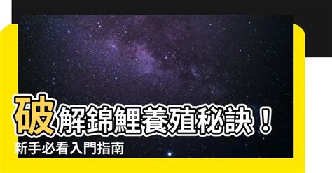 胖錦鯉|新手入門